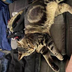 Image of Tyrus, Lost Cat