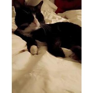 Lost Cat Johnny 5
