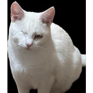 Lost Cat Casper