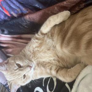 Lost Cat Cinna