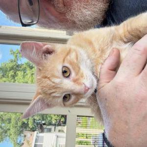 Lost Cat Nugget