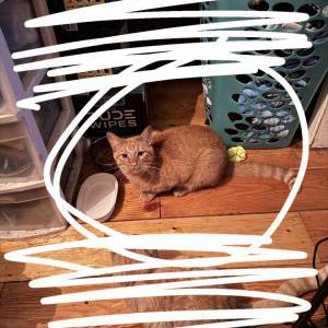 Image of KEE BOY, Lost Cat