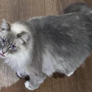 Lost Cat Bella