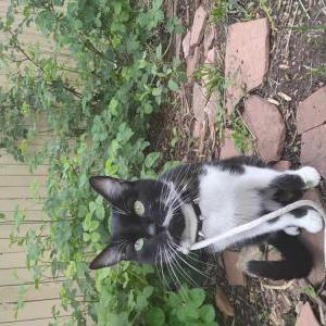 Lost Cat Beep