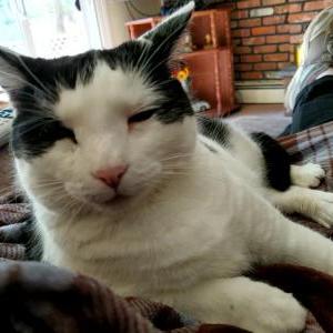 Image of Oreo, Lost Cat