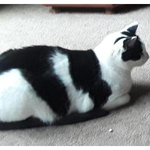 2nd Image of Oreo, Lost Cat