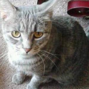 Lost Cat Mollie