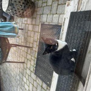 Found Cat Unknown