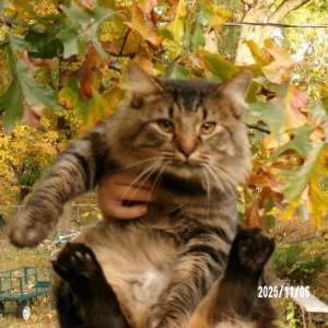 Lost Cat Teddy