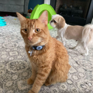 Image of Twinkie, Lost Cat