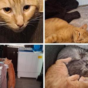 Lost Cat Steveio