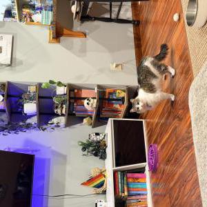 Image of skyy, Lost Cat