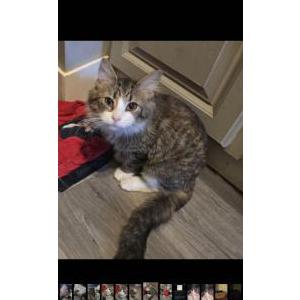Lost Cat August