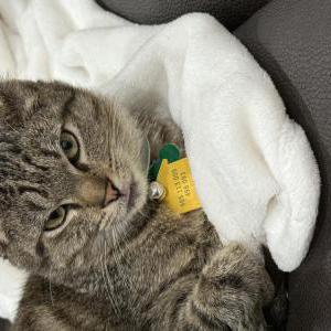 Image of Oakley, Lost Cat
