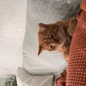 Lost Cat Roman