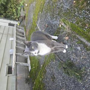 Lost Cat Prettygirl