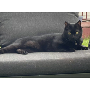 Image of Hannibal, Lost Cat