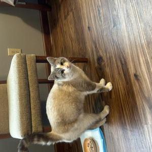 Image of unknown - no tag, Found Cat