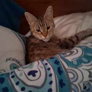 Lost Cat Cali