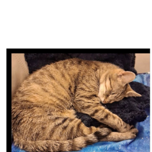 2nd Image of Cali, Lost Cat