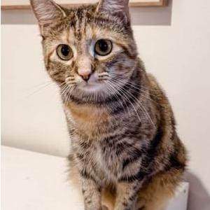 Lost Cat Echo