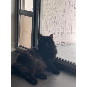 Lost Cat Legend