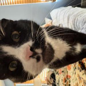 Lost Cat Billy