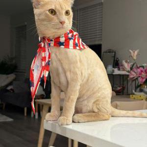 Image of June, Lost Cat