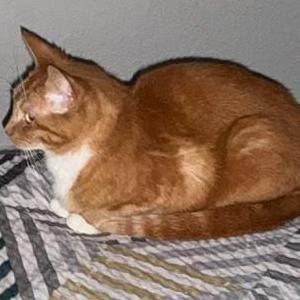 Lost Cat Marigold