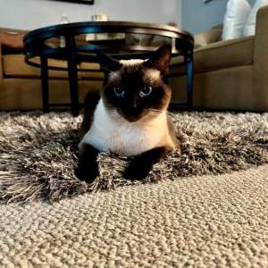 Lost Cat Sugar