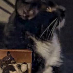 Lost Cat Trips