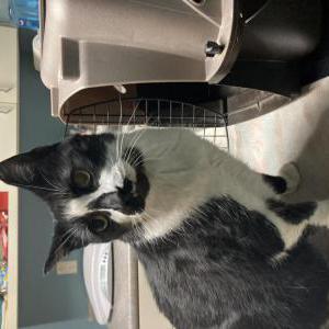 Lost Cat Vinny
