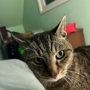 Lost Cat Angel