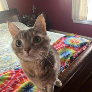 Lost Cat Mama Kitty