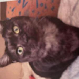 Lost Cat Muffin