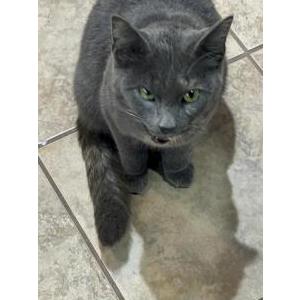 Image of Unlnown, Found Cat