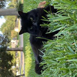 Lost Cat Mors