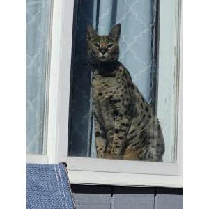 Image of Ivan, Lost Cat
