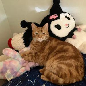 Lost Cat Sandwich/Sam/Sammy