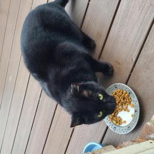 Image of unknown, Found Cat