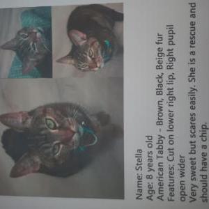 Lost Cat Stella