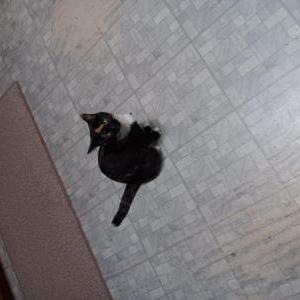 Image of Cali, Lost Cat