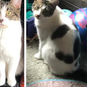 Image of Pepper (Paige), Lost Cat