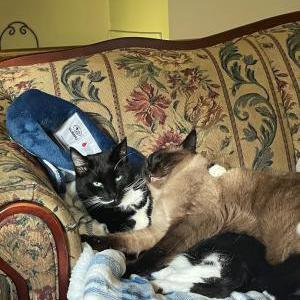 Image of Spooky and Socks, Lost Cat
