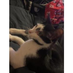 Lost Cat Balenciaga