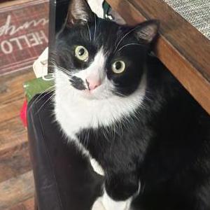 Image of Clara, Lost Cat