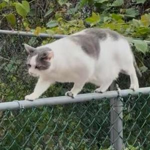 Lost Cat BOO BOO