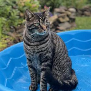Image of Boomer, Lost Cat