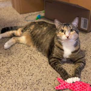 Lost Cat Penelope