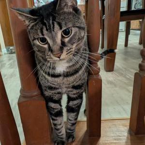 Lost Cat Bobby